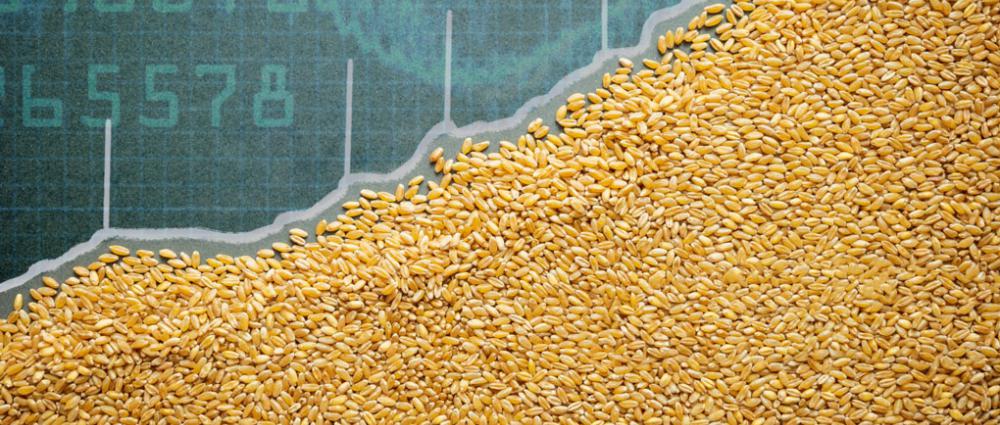Сезонність цін на зерно. Коли продавати вигідніше?