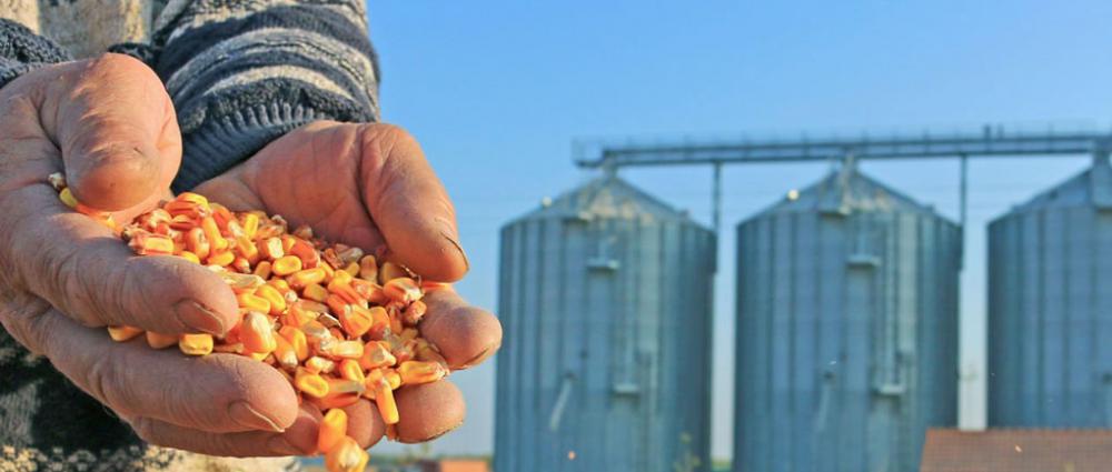 Облік кукурудзи на елеваторі. Які особливості потрібно врахувати