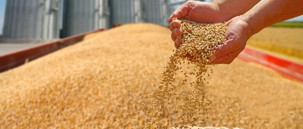 Експедитор по закупкам зернових культур. Обов'язки, особливості роботи та автоматизація