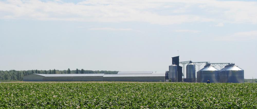 Теория и практика учета зерна на элеваторе