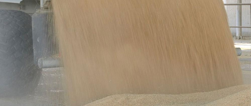 Елеваторний сезон 2025. Як підготуватися до приймання нового врожаю