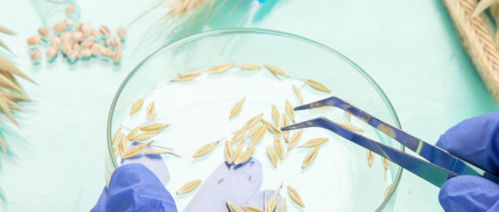 Роль лабораторії та її автоматизації в системі зернового елеватора