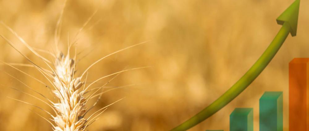 Ціна на зерно і прозорість обліку на елеваторі - де аграрій реально втрачає гроші