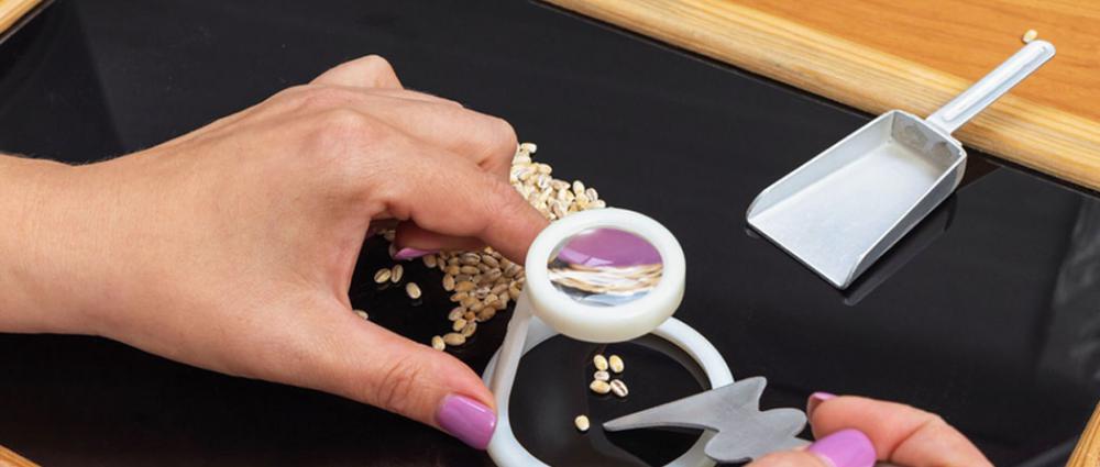 Як на елеваторі визначають якість пшениці. Розбираємо роботу лабораторії