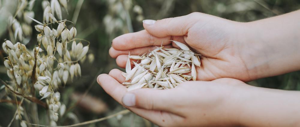 Классификация отходов зерна. Аудит учета