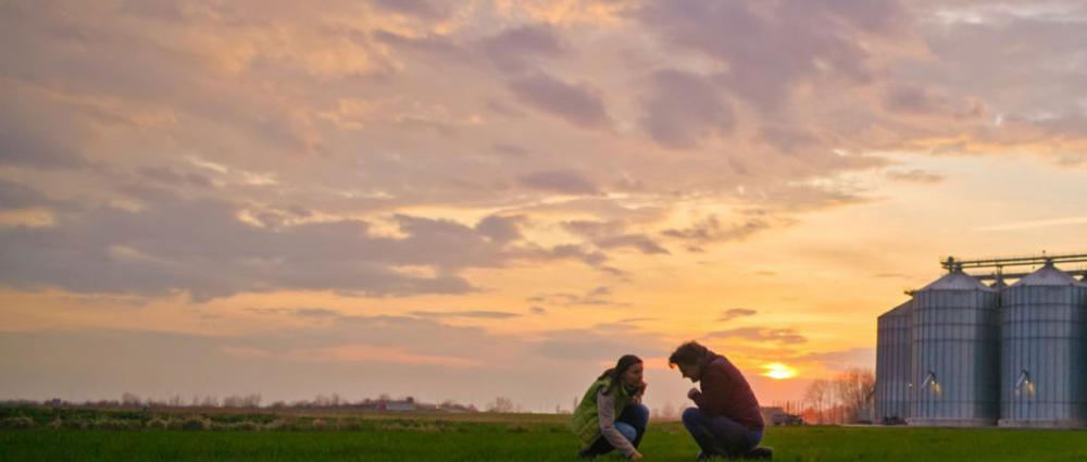 Органічне зерно на елеваторі. Виклики для бухгалтерського та технологічного обліку