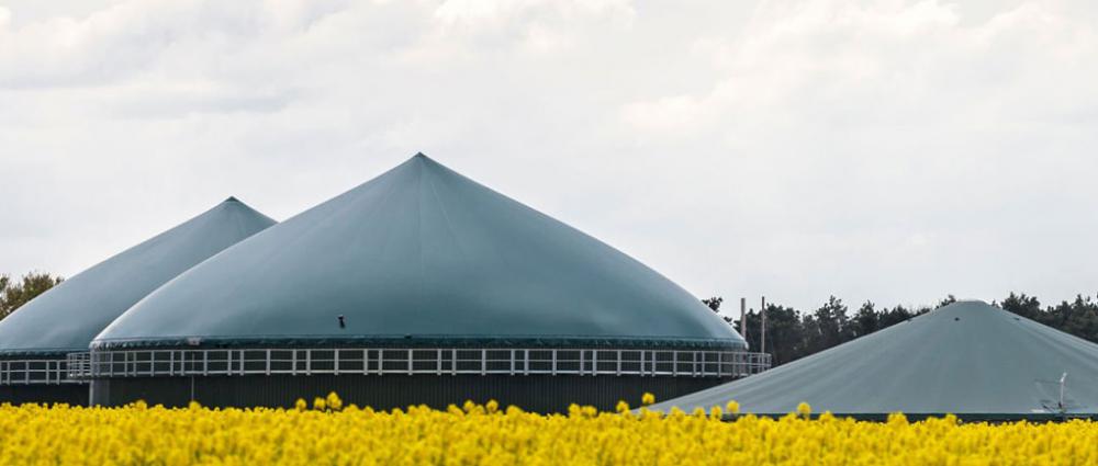 Переробка ріпаку в Україні - нові можливості для аграрного бізнесу