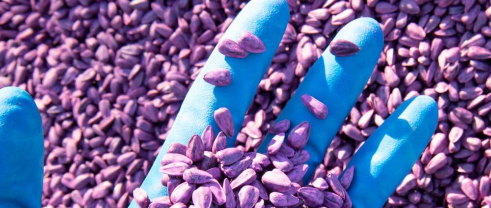 Показники якості посівного матеріалу - повний гід при купівлі насіння