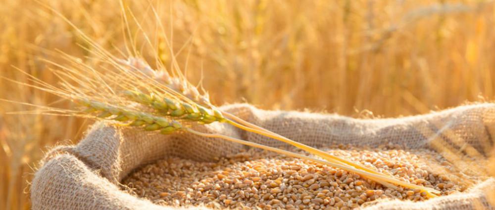 Таблиця класності пшениці. Значення в оцінкі якості зерна