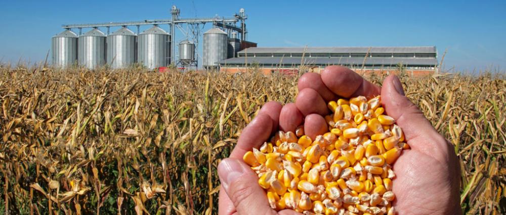 Терміни зберігання різних видів зерна на елеваторі