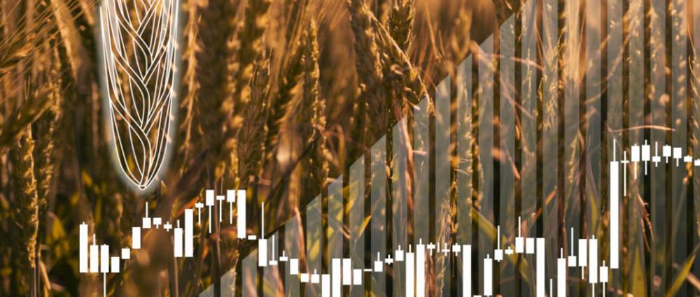 Риски в зерновом бизнесе