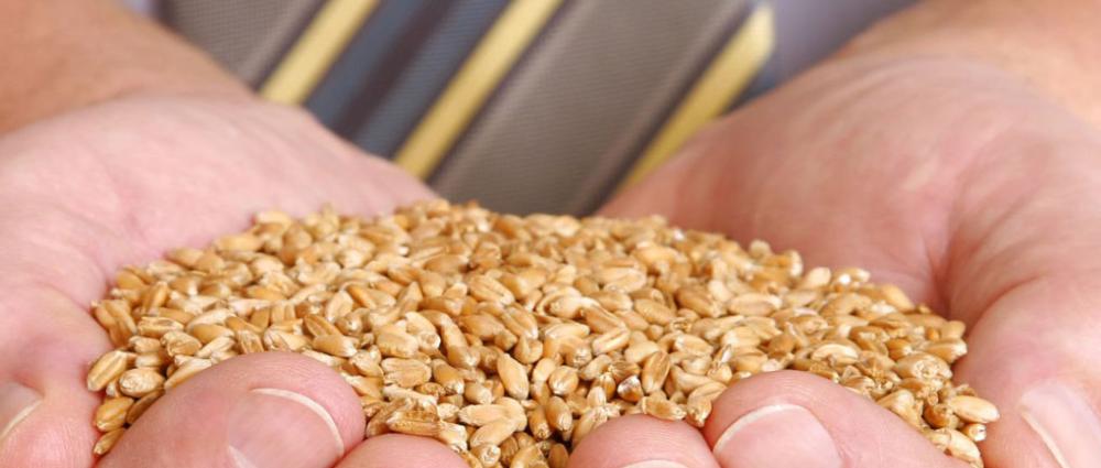 ТОП-5 помилок новачків у трейдингу зерном