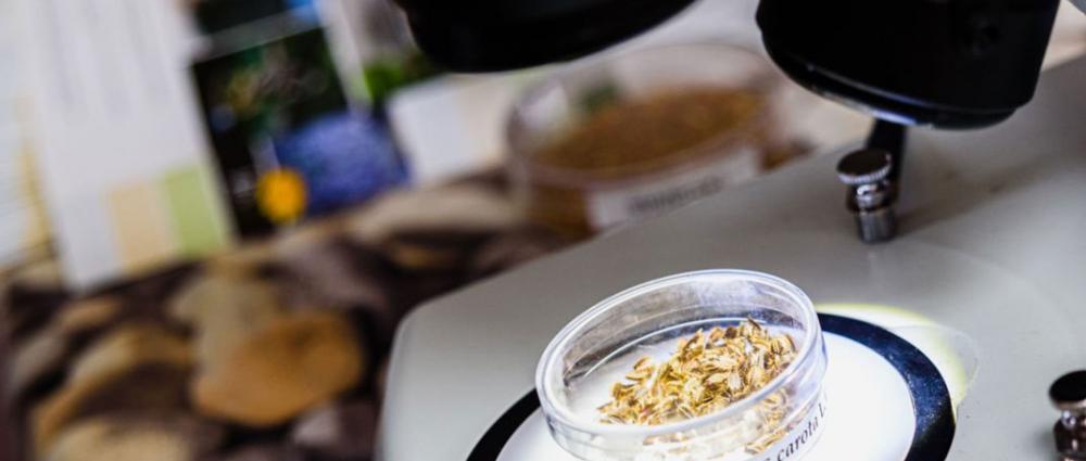 Організація роботи виробничо-технічної лабораторії елеватора. Види документів та автоматизація їх оформлення