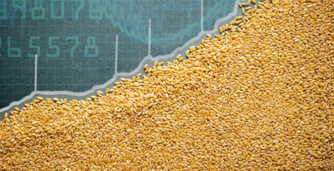 Сезонність цін на зерно. Коли продавати вигідніше?