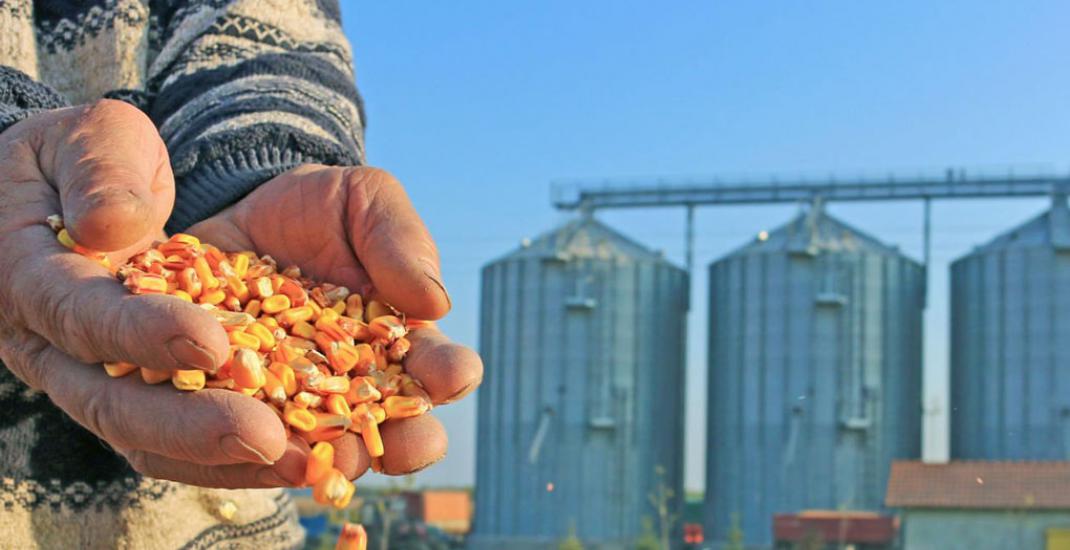 Облік кукурудзи на елеваторі. Які особливості потрібно врахувати