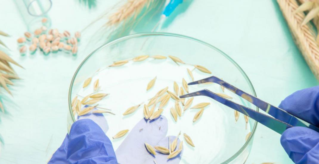 Роль лабораторії та її автоматизації в системі зернового елеватора