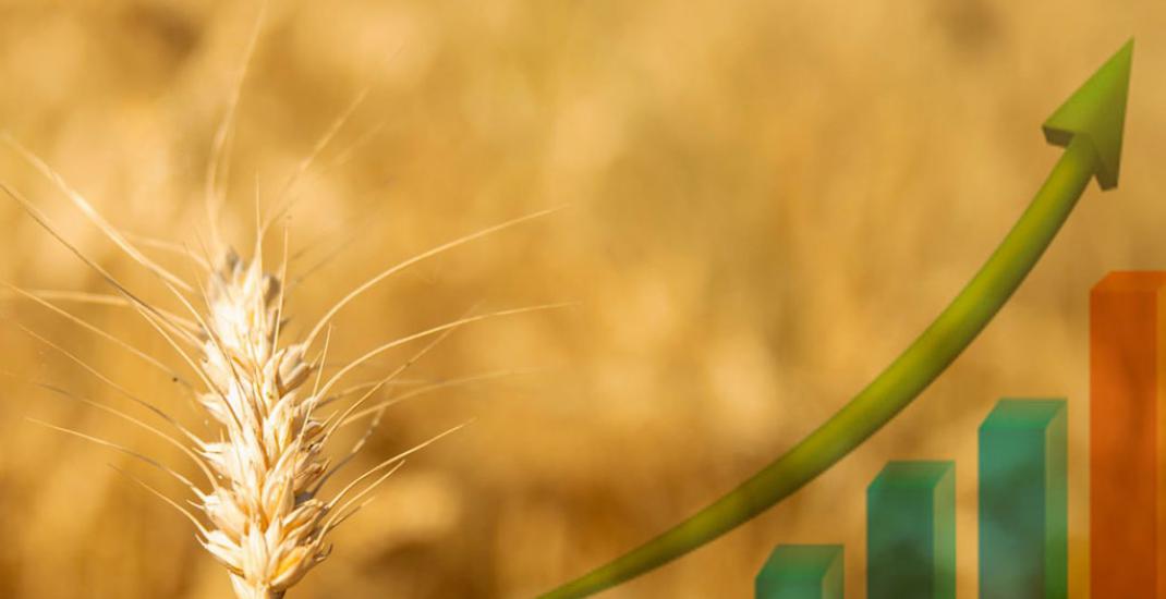 Ціна на зерно і прозорість обліку на елеваторі - де аграрій реально втрачає гроші