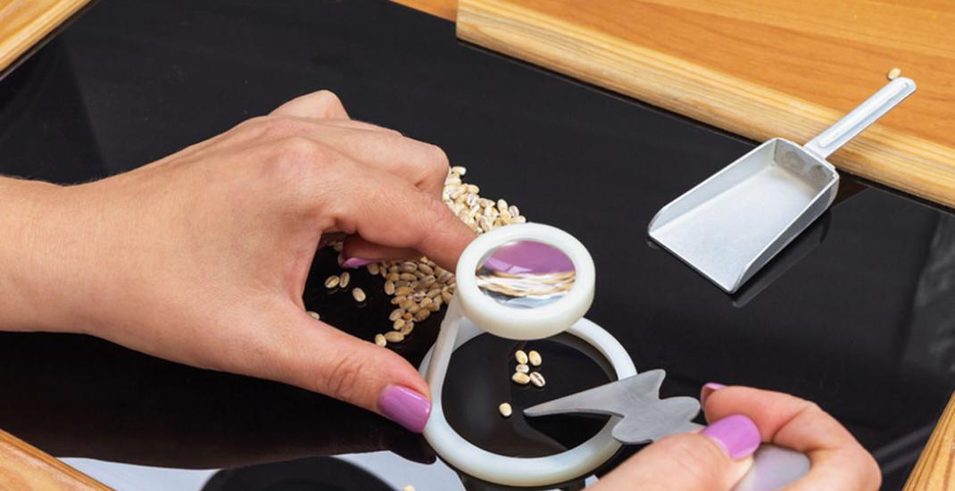 Як на елеваторі визначають якість пшениці. Розбираємо роботу лабораторії