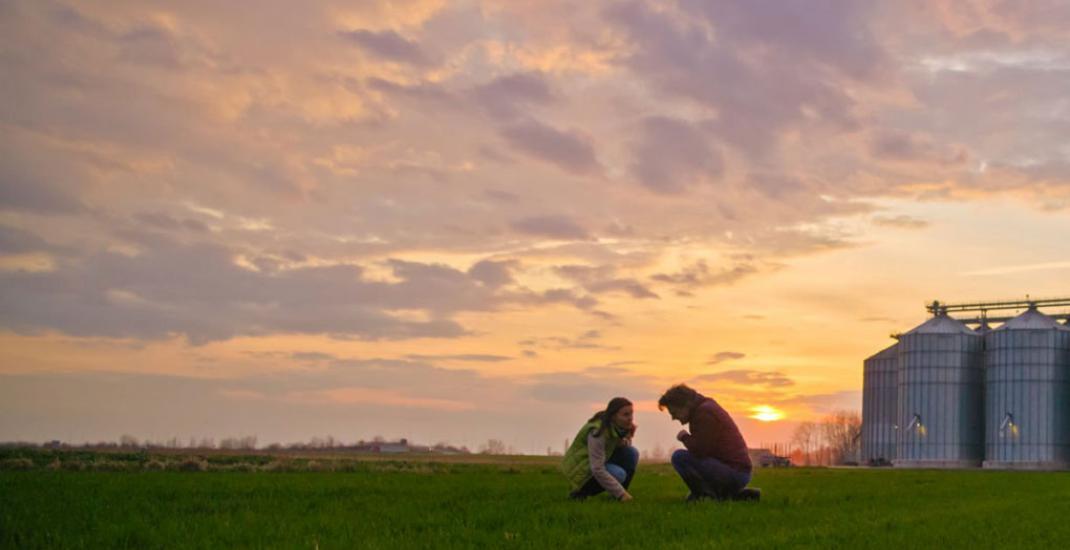 Органічне зерно на елеваторі. Виклики для бухгалтерського та технологічного обліку