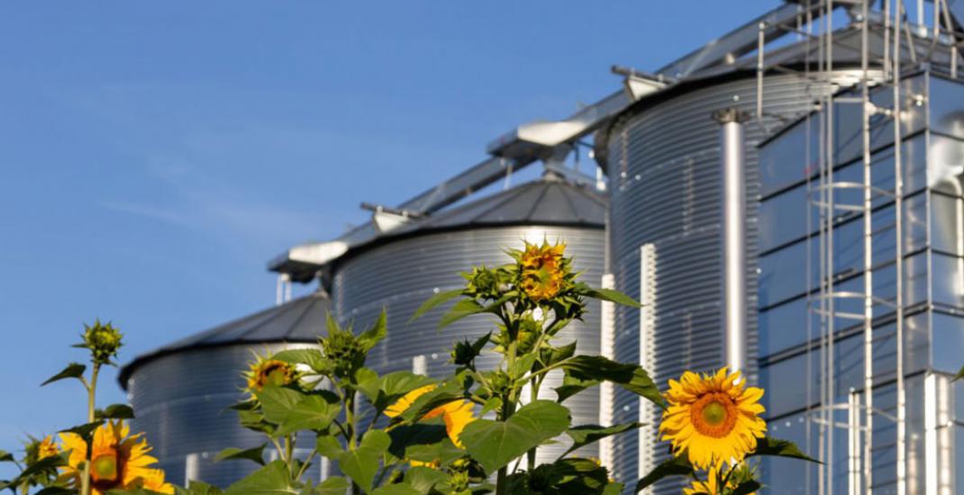 Переробка соняшнику - від врожаю до максимальної рентабельності