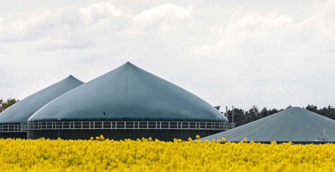 Переробка ріпаку в Україні - нові можливості для аграрного бізнесу