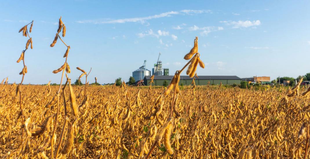 Переробка сої, як отримати максимум від врожаю