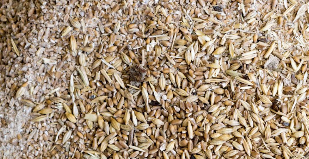 Списання некондиційного зерна з балансу. Бухгалтерський облік та проведення