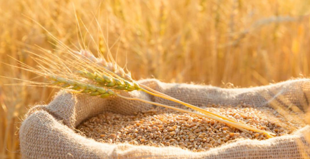 Таблиця класності пшениці. Значення в оцінкі якості зерна