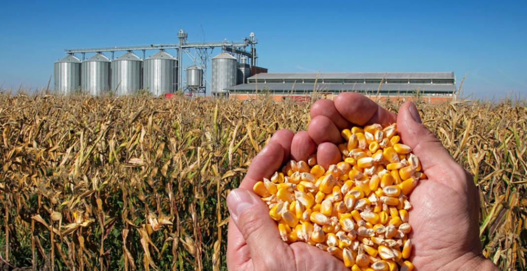 Терміни зберігання різних видів зерна на елеваторі