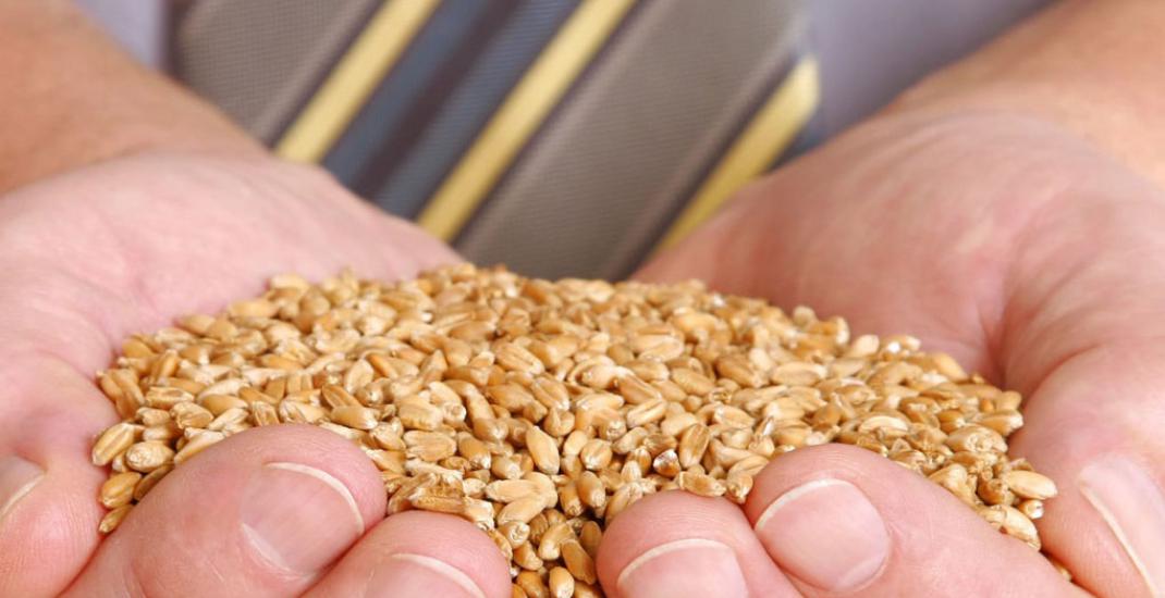 ТОП-5 помилок новачків у трейдингу зерном