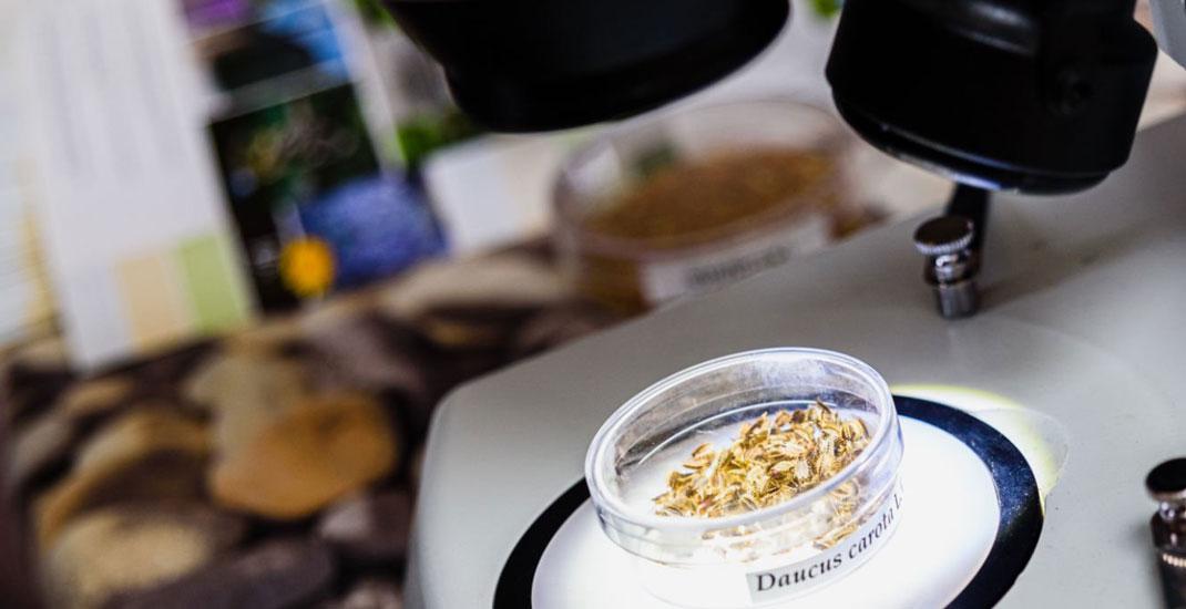 Організація роботи виробничо-технічної лабораторії елеватора. Види документів та автоматизація їх оформлення