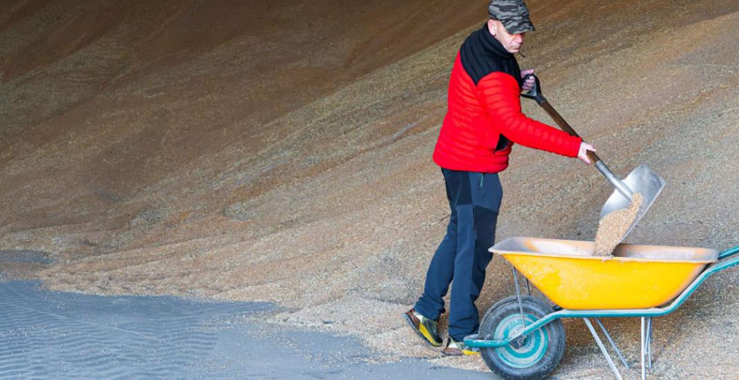 Автоматизація роботи току. Від приймання зерна до відвантаження